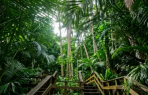 Yaeyama Palm Grove