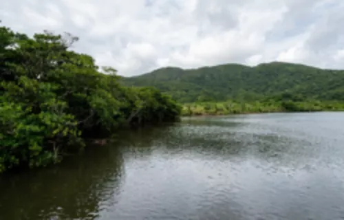 Nakama River Mangroves