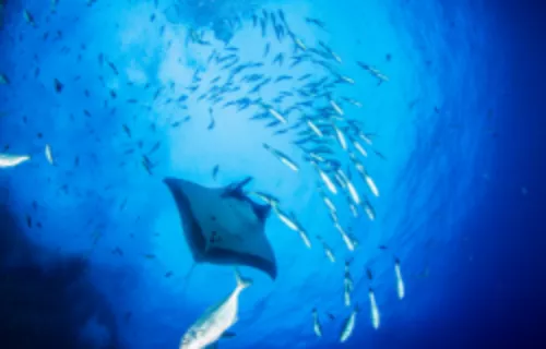 Sea Turtle & Manta Ray Marine Activity